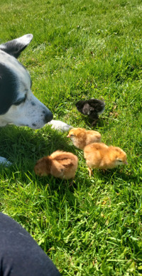 4 pullets avaliable- day olds