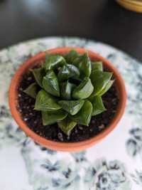 Haworthia Cymbiformis plante pot terre cuite 