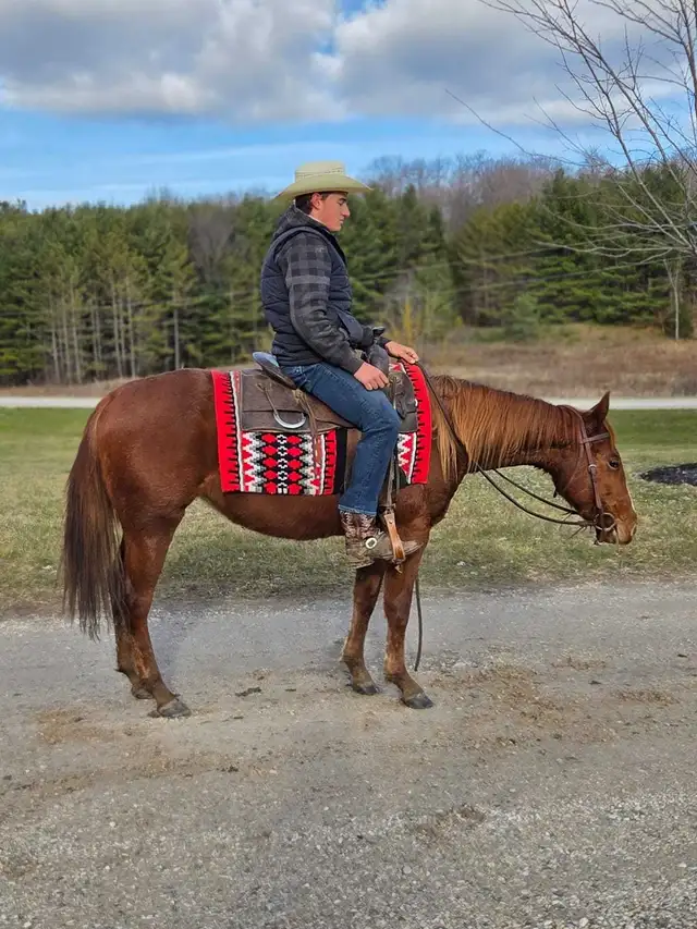 Broke Horses For Sale in Horses & Ponies for Rehoming in Owen Sound - Image 6