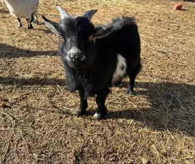 Pygmy/Dwarf cross intact male Billy goat 