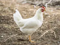 1 year old White Leghorn Laying hens