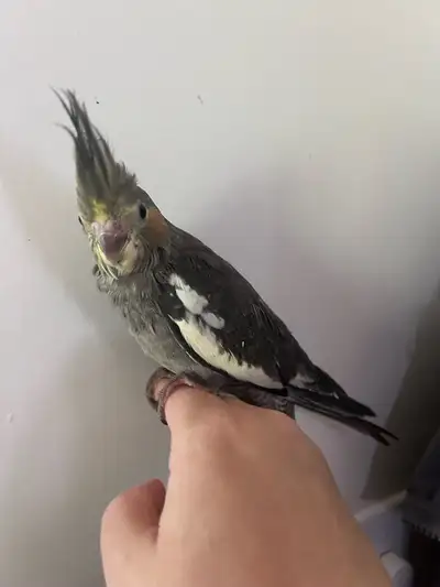 Male Hand fed cockatiel , View more