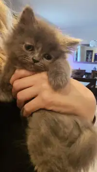 Female kitten