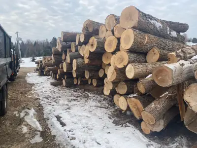 High quality Basswood logs for lumber. Dry 4/4 x 8-12” and 10”x10” beams. Maple and quarter sawn red...
