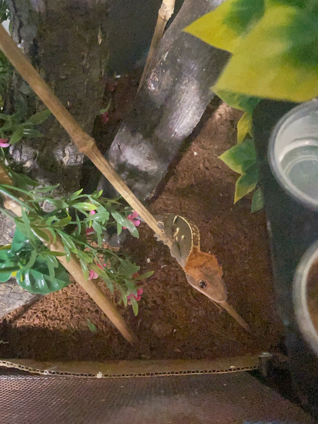 Crested Gecko in Reptiles & Amphibians for Rehoming in Leamington