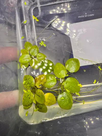 Bunch of plants/shrimp for sale! Amazon frogbit- $5 Brazilian pennywort- $5 per handful Java ferns-...