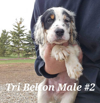 Registered English Setter Puppies *Ready to go*
