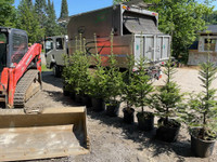 Balsam fir trees for sale