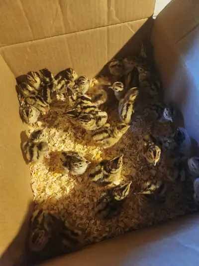 pheasants and quail, View more