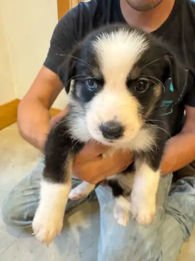 border collie aussie, View more