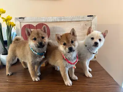 8 weeks old Shiba Inu puppy- Tesla make boy, View more
