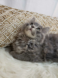 Gorgeous fluffy female kitten