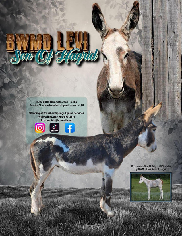 2026 Frozen Semen Breeding Special - BWMD Levi Son Of Hagrid in Horses & Ponies for Rehoming in Edmonton - Image 3