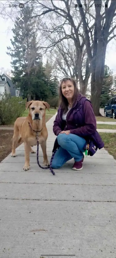 DOG TRAINER /Remote Training , View more