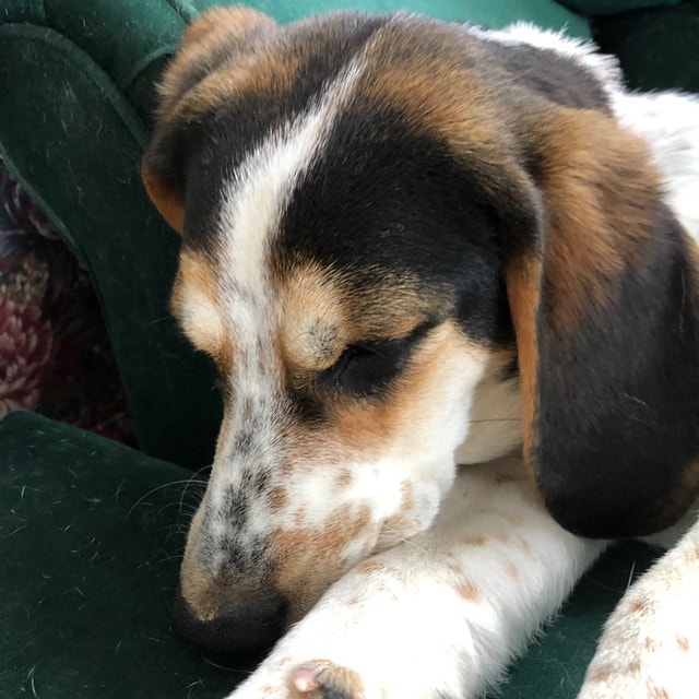 Young Beagles Dogs & Puppies for Rehoming Annapolis Valley Kijiji