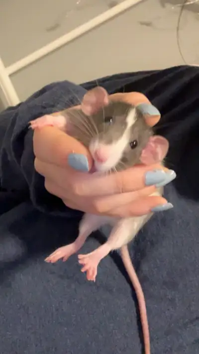 2 Friendly Pet Rats (+ Delivery), View more