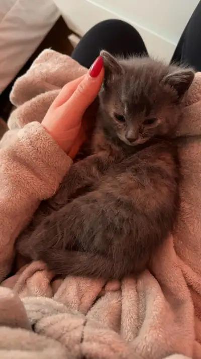 Unfortunately I need to find a new family for my Kitten, Mila, she’s 2 months old. She’s a lovely ba...