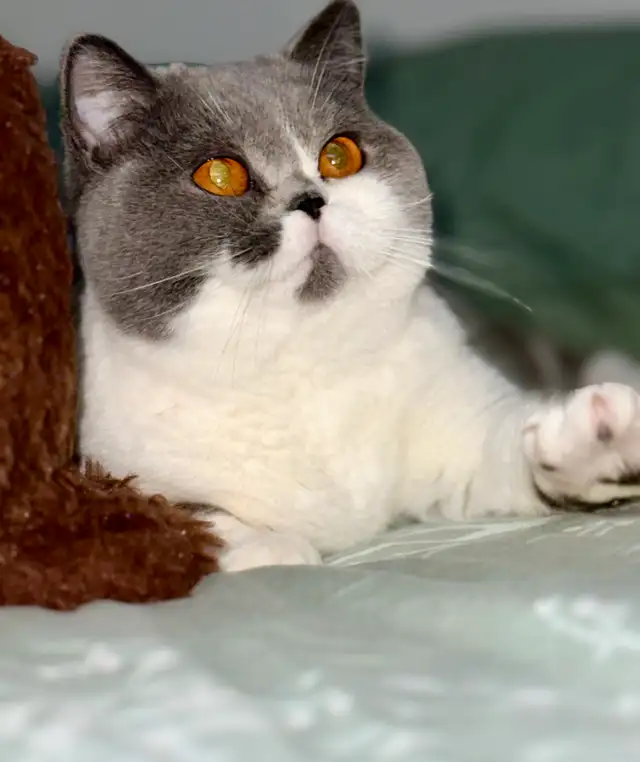 British shorthair TICA  Purebred  kittens in Cats & Kittens for Rehoming in Oakville / Halton Region - Image 10