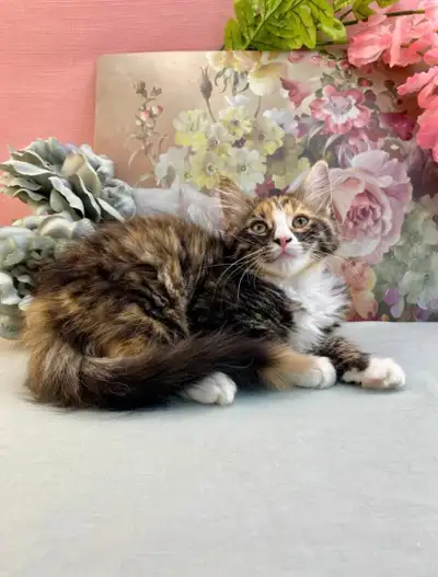 Majestic Maine Coon Female, View more