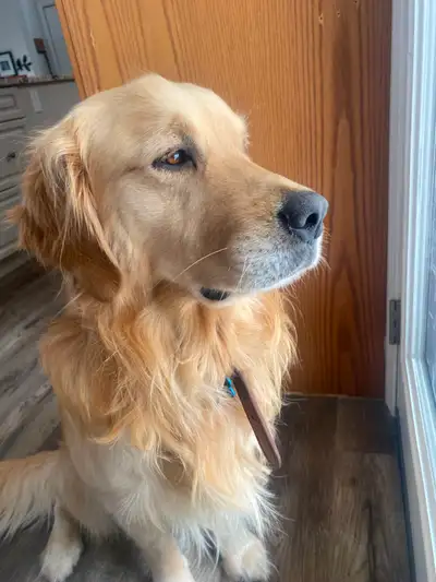 Male Golden Retriever for Rehoming - pending pick up, View more