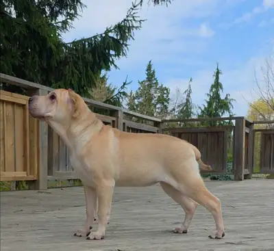 Female Shar-Pei Puppy, View more