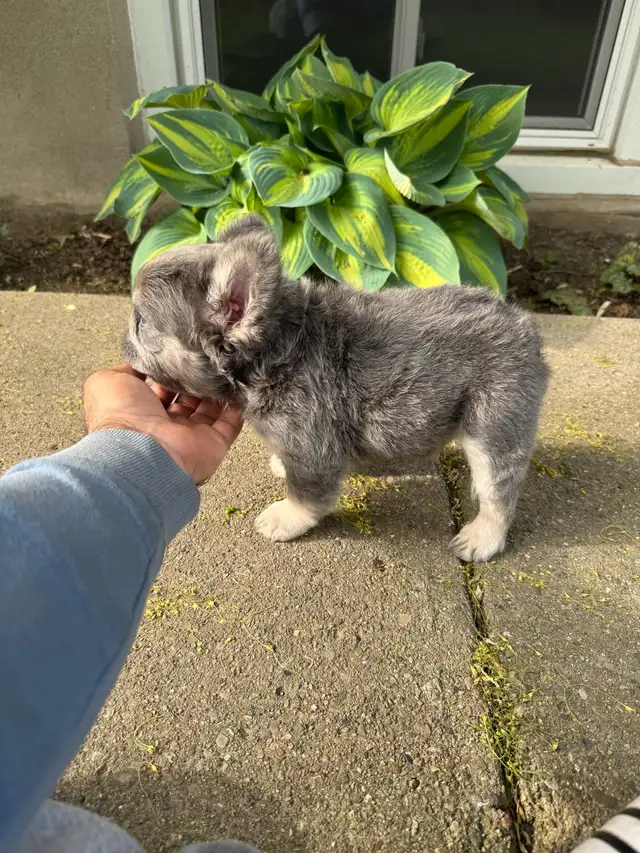 SOLD-waiting list available Gorgeous High Quality Fluffy Male in Dogs & Puppies for Rehoming in City of Toronto - Image 5