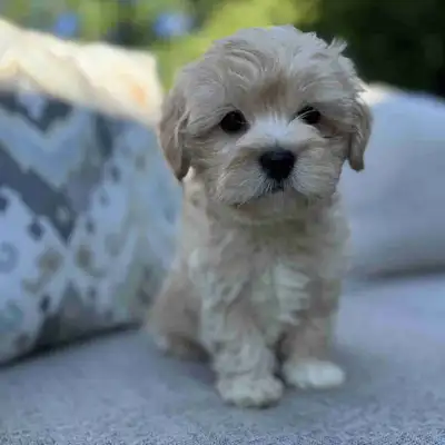 Sweet Morkie Puppies Ready Now  ❤️, View more