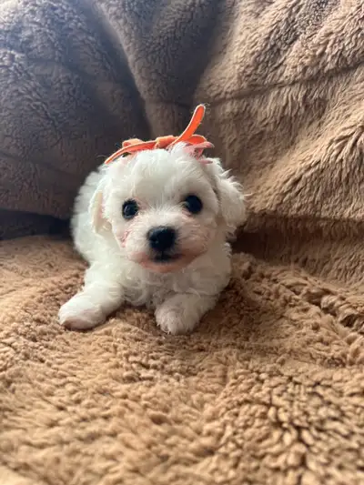 Bichon fries Puppies sale, View more