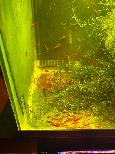Cherry Red Shrimp for Freshwater aquarium