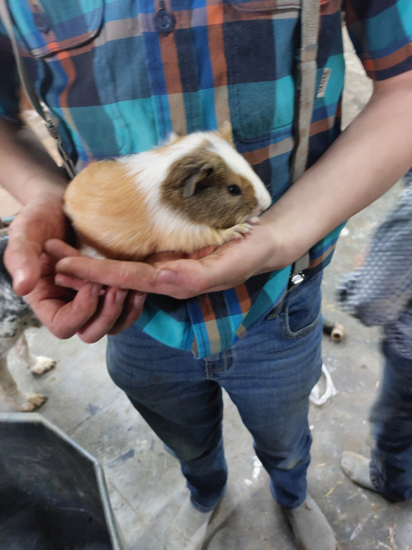 Guinea pigs in Small Animals for Rehoming in Kitchener / Waterloo