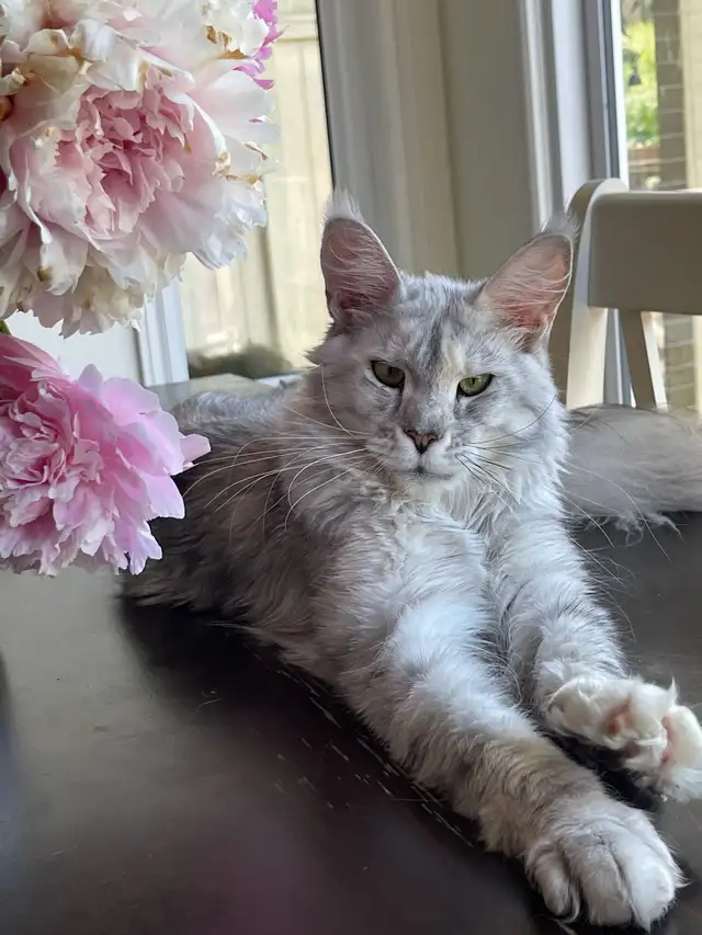 2-yr old Maine Coon Girl - Halifax
