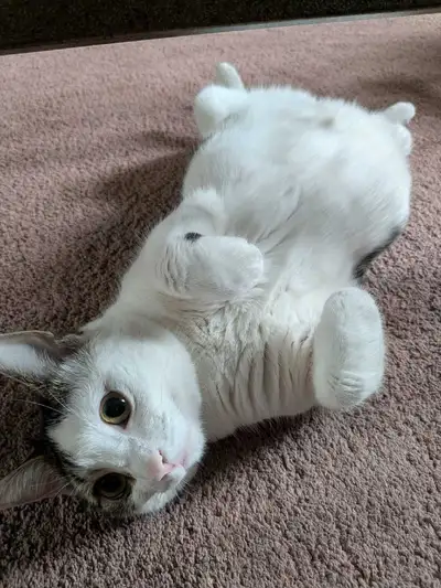 kitten/cat 1 year old, View more