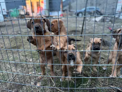 Frenchie/Boxer mix puppies, View more