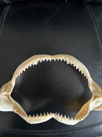Shark jaw for sale
