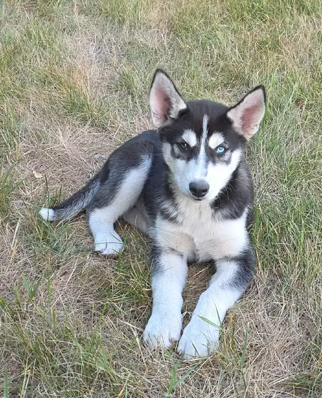 Siberian Husky Pups in Dogs & Puppies for Rehoming in Winnipeg - Image 6