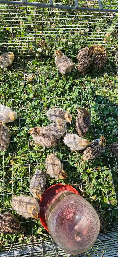 Quail chicks , View more