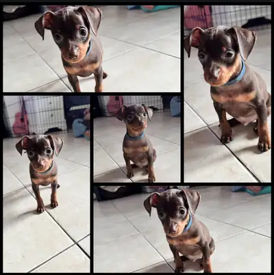 chiot pinscher nain , View more