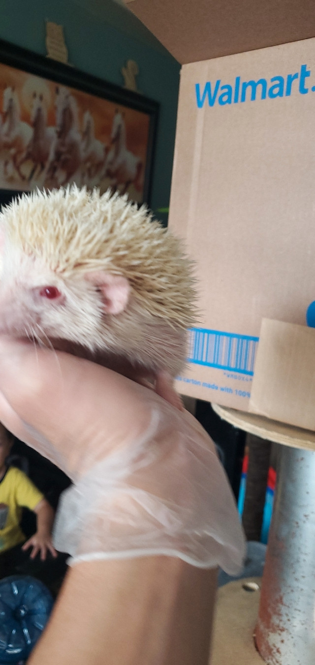 Hedgehogs [albinos]  in Small Animals for Rehoming in City of Toronto - Image 3