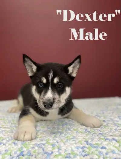 Beautiful hand-raised Husky puppies looking for their fur-ever homes! Will come vet checked, first v...