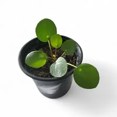 Chinese Money Plant for Sale 4" Pot Bring Good Energy & Style Into Your Home! Brighten your space wi...