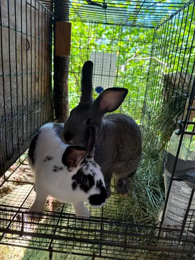 Two Sisters - Fine Pets Bunnies, View more