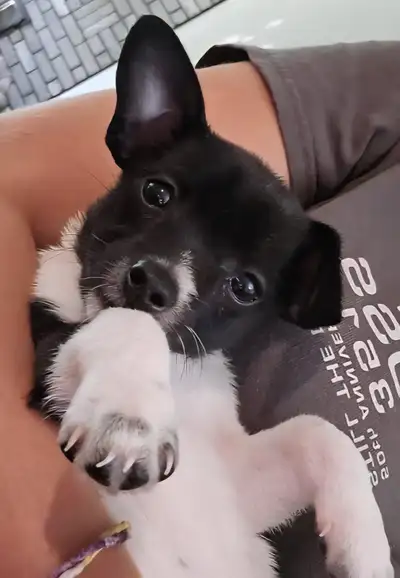 Toy Fox Terrier/PomChi Puppy, View more