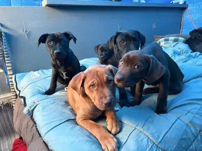 Border Collie, mixed with Bullmastiff & Boxer Puppies, View more