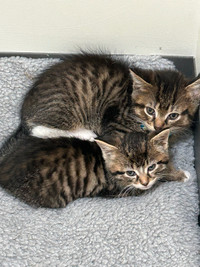 Free male kittens available