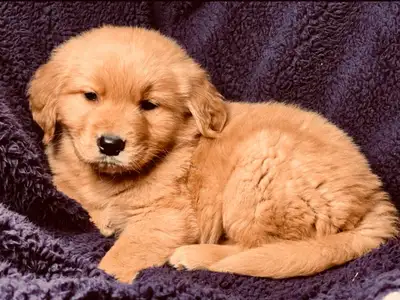 Golden Retriever Puppy ready for her forever home., View more