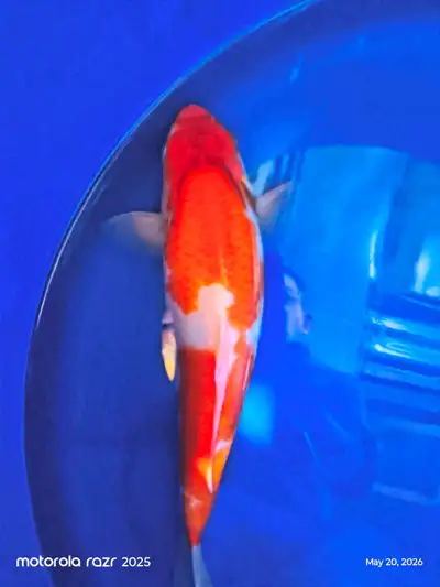 Jumbo 1 year old koi fish, View more
