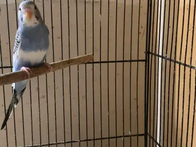 Baby Budgies, View more