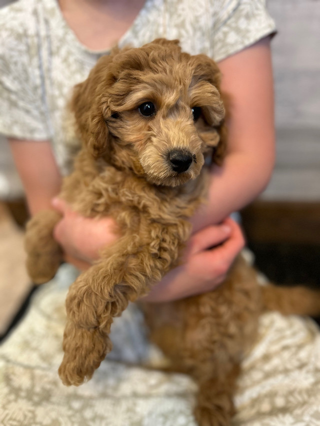 ( 1 puppy left) Apricot Toy Poodles  in Dogs & Puppies for Rehoming in Edmonton