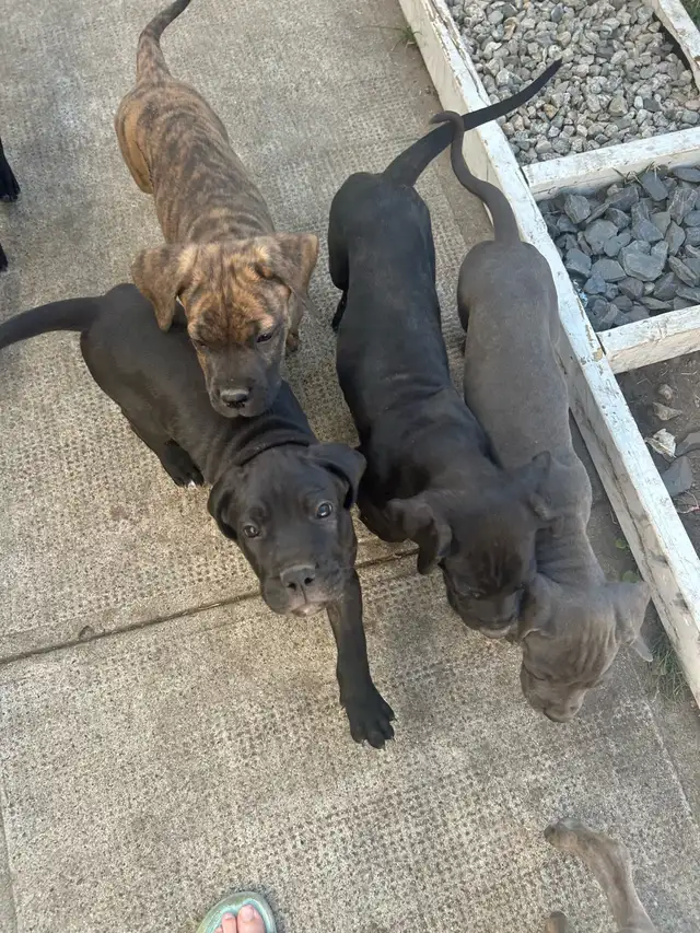 Cane corso/Great Dane puppies ready in 2 weeks with first shots. in Dogs & Puppies for Rehoming in Penticton - Image 6