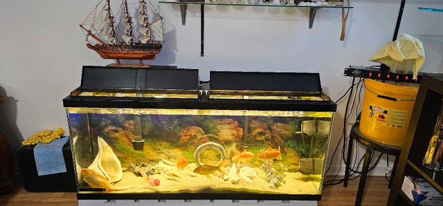 Aquarium a vendre dans Autre  à Ville de Montréal - Image 2